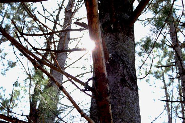 Forrest at token creek