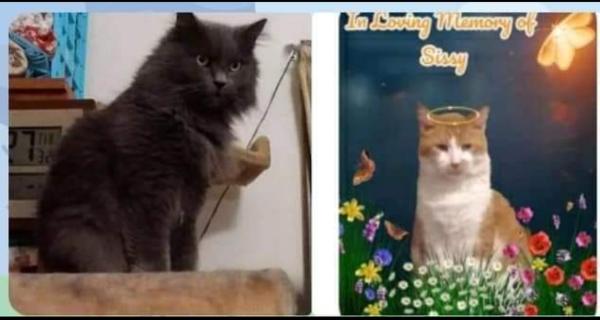 Dover Veterinary Clinic