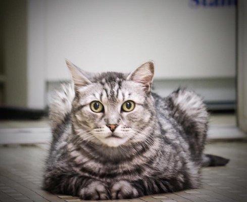 Mickey my 15yr old silver tabby