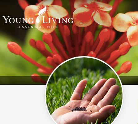 Driftwood Body Healing