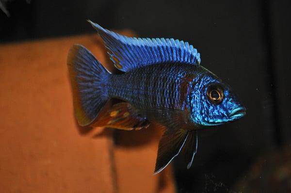 Aquatica Aquarium Gallery