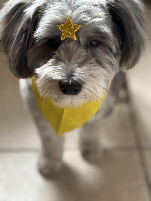 Woof Gang Bakery & Grooming The Falls