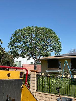 Gabriel Tree Service