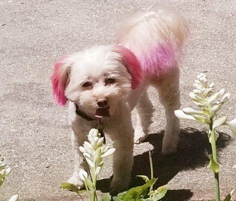 Doggie D'Tail Groom & Boarding