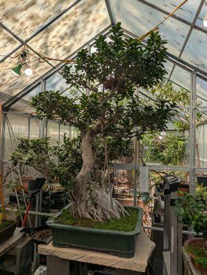 Sanderson Creek Bonsai