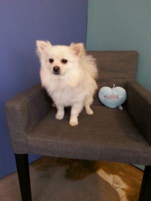 The picture the groomer sent me once my dog Jaxx was ready to be picked up.