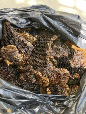 Darions Pest Services