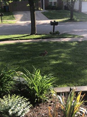 Weed Man customer in Lexington, KY
Our lawn care plan keeps her yard looking lush and green.