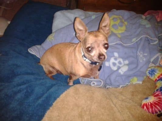 Stay at Home Pet Sitter, LLC