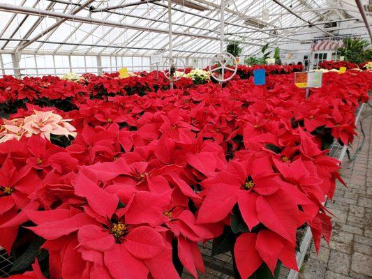Bell Nurseries