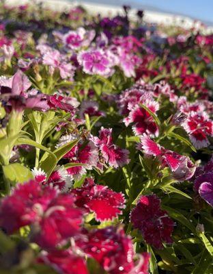 V Montoya’s Enterprises