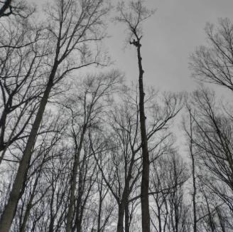 Jose Luis Tree Service