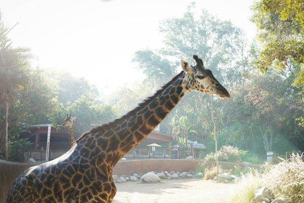 Kristina Corrales Photography