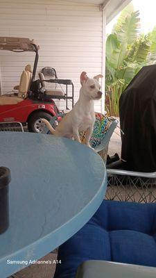 Munchies Natural Pet Foods