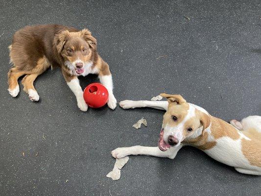 Learning how to take breaks, share toys, and play gently during a Puppy Prep Academy session.