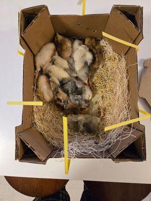 Stromberg's Chicks & Gamebirds