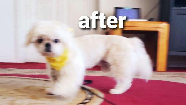 Shih Tzu dog after Noah's Ark wonderful work.