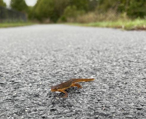 Lizard friend on the running trail
