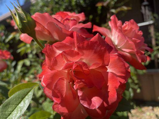 Woodside RV Park & Campground