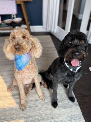 First time taking our doodles to pampered pets and we are so happy!