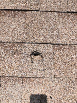 A to Z Tree Removal Service