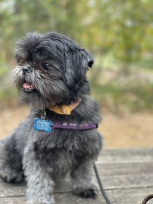 Lil' Paws Maltese Rescue and other Petite Paws