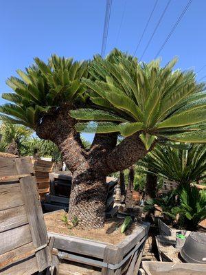 Cambridge Pines & Nursery