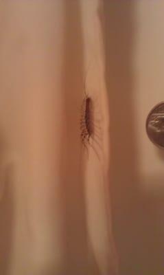 Massive bug in the bathroom.