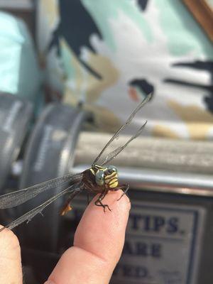 Wooten's Everglades Airboat Tours