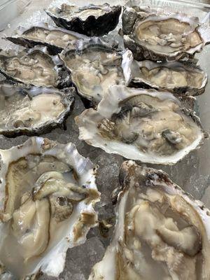Hog Island Oyster