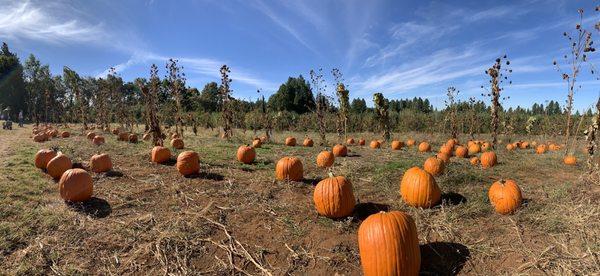 O'Halloran's Apple Trail Ranch