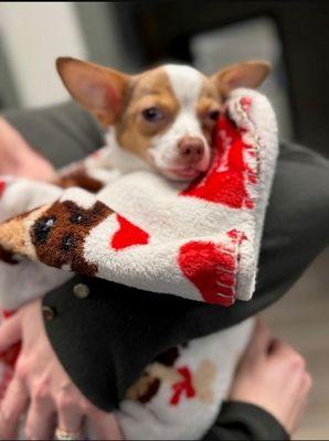 Pine Creek Animal Hospital