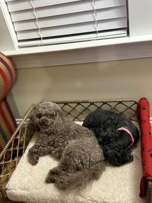 Paws Inn