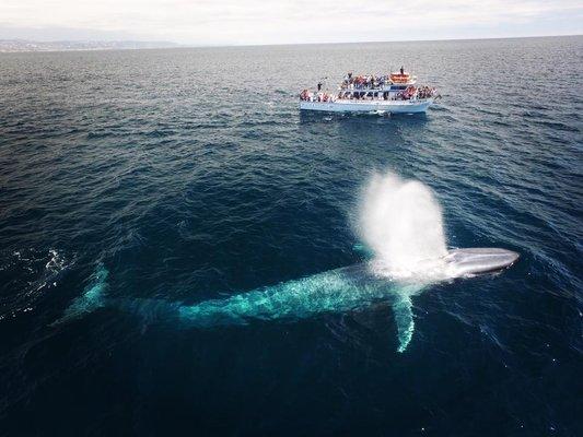 Blue Whale on whale watching cruise