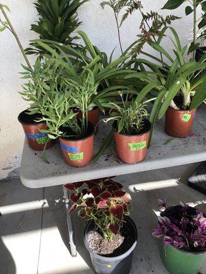 Tons of plants here 10/4/25