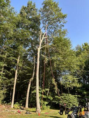 St Germain Tree Service