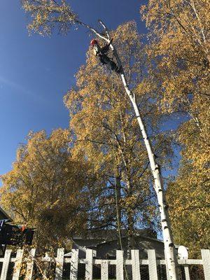 Sherpa Tree Service