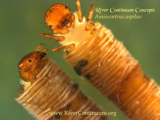 Aquatic Insects of the Deschutes River, OR. Amiocentrus aspilus.
