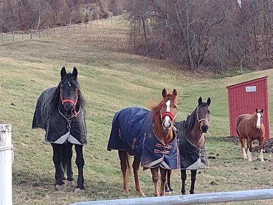 Blue Paw Pet Sitting
