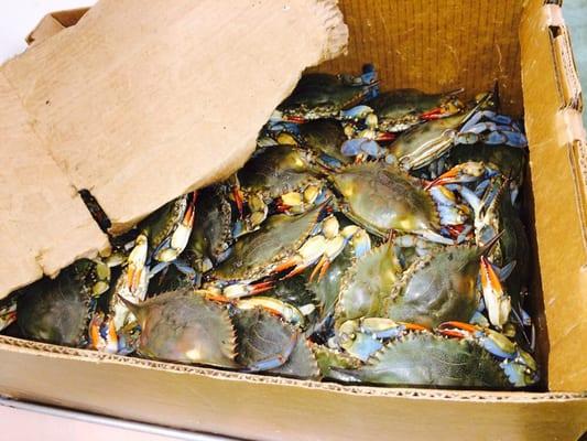 Blue Crabs