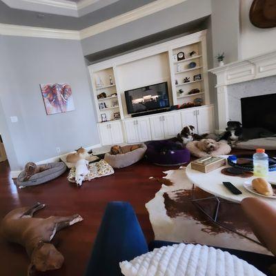 Siba's Dog Obedience Training