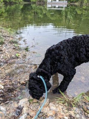 Our puppy near the pontoon docks.