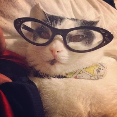 My cat loves my cat eye glasses.