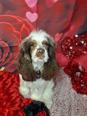 Abracadabra Pet Grooming