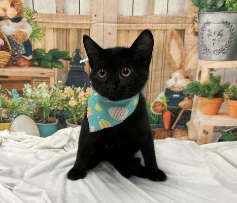 Two Pets Mobile Grooming