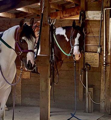 Happy Horses at Baker Stables!  Great place to board your horse.