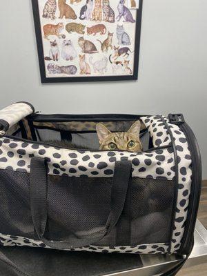 Green Bay Animal Hospital