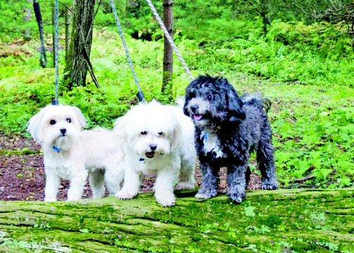 Pine Creek Kennels Pet Resort