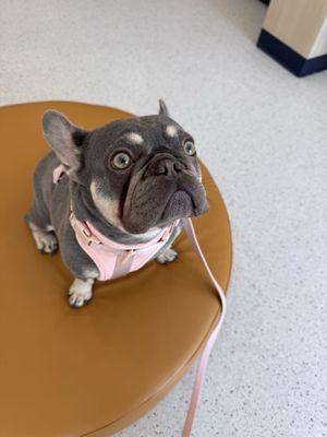 Missy waiting for her beef treat in the lobby!