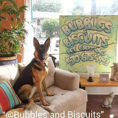 Wednesday groomed at Bubbles and Biscuits 128 North Main Street Shavertown P.a 570-675-4943